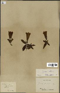 spécimen de Gentiana kochiana