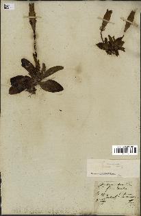 spécimen de Gentiana kochiana
