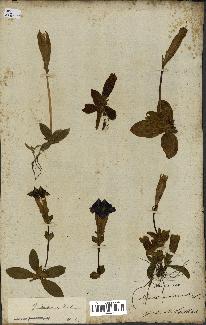 spécimen de Gentiana kochiana