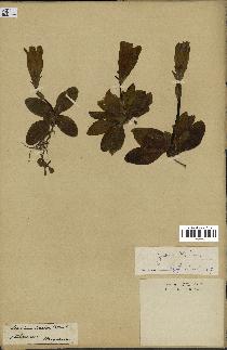 spécimen de Gentiana kochiana