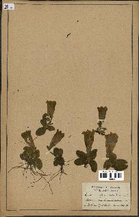 spécimen de Gentiana kochiana