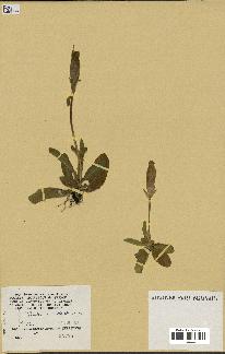 spécimen de Gentiana kochiana