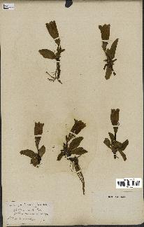spécimen de Gentiana kochiana