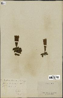 spécimen de Gentiana kochiana
