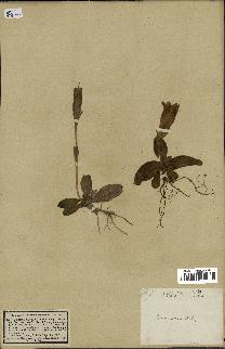 spécimen de Gentiana kochiana