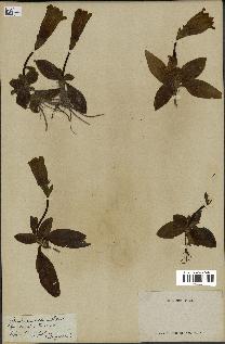 spécimen de Gentiana kochiana