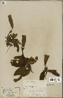 spécimen de Gentiana kochiana