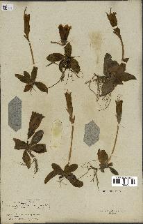 spécimen de Gentiana kochiana