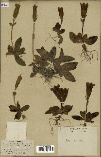 spécimen de Gentiana kochiana