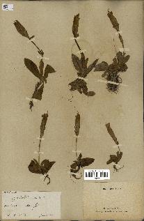 spécimen de Gentiana kochiana