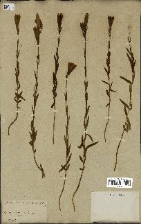 spécimen de Gentiana pneumonanthe