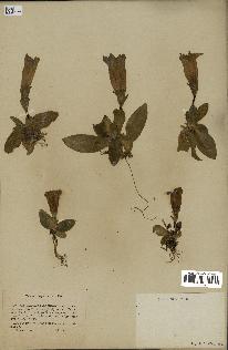 spécimen de Gentiana kochiana