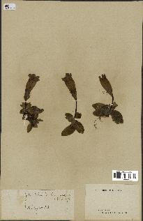 spécimen de Gentiana kochiana
