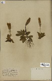 spécimen de Gentiana kochiana