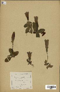 spécimen de Gentiana kochiana
