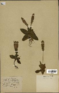 spécimen de Gentiana kochiana