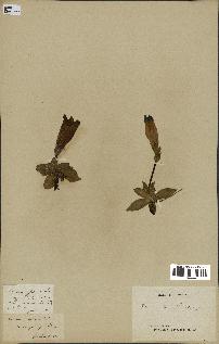 spécimen de Gentiana kochiana