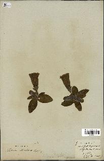spécimen de Gentiana kochiana