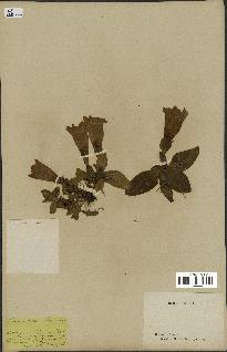 spécimen de Gentiana kochiana