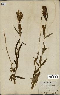 spécimen de Gentiana pneumonanthe