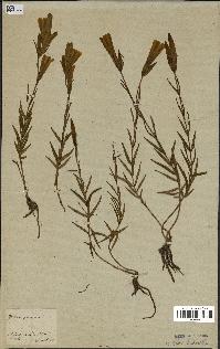 spécimen de Gentiana pneumonanthe