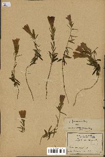 spécimen de Gentiana pneumonanthe
