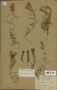 spécimen de Gentiana pneumonanthe
