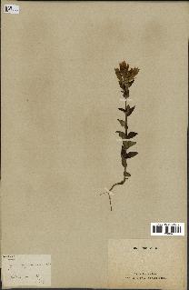 spécimen de Gentiana germanica