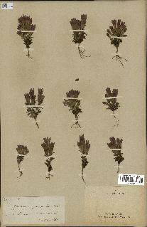 spécimen de Gentiana germanica