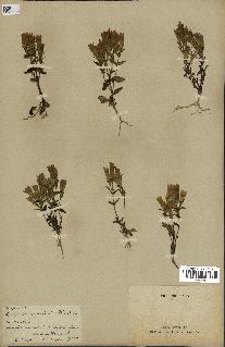 spécimen de Gentiana germanica