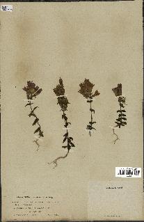 spécimen de Gentiana germanica