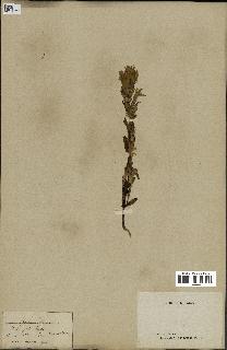 spécimen de Gentiana germanica