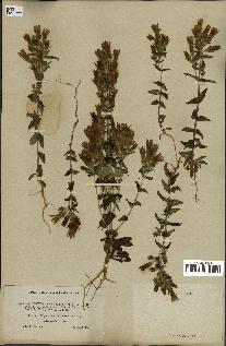 spécimen de Gentiana germanica