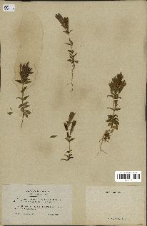 spécimen de Gentiana germanica