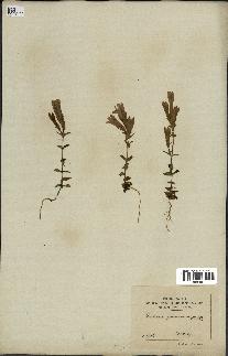 spécimen de Gentiana germanica