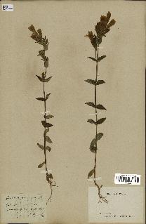 spécimen de Gentiana germanica