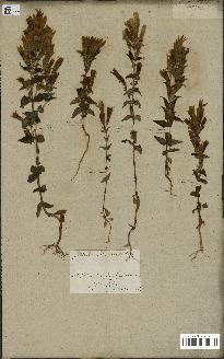 spécimen de Gentiana germanica