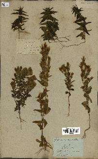 spécimen de Gentiana germanica