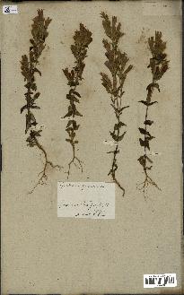 spécimen de Gentiana germanica