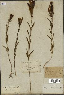 spécimen de Gentiana pneumonanthe