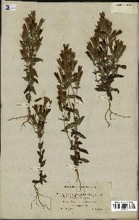 spécimen de Gentiana germanica