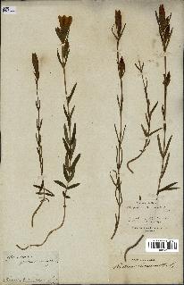 spécimen de Gentiana pneumonanthe