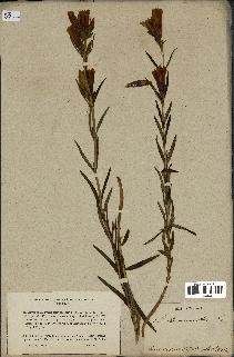 spécimen de Gentiana pneumonanthe