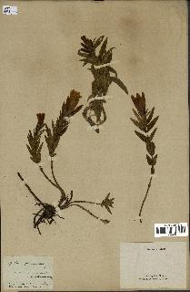 spécimen de Gentiana pneumonanthe