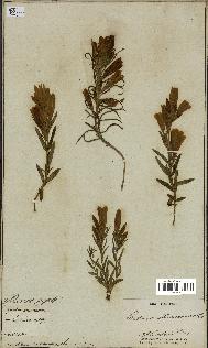 spécimen de Gentiana pneumonanthe