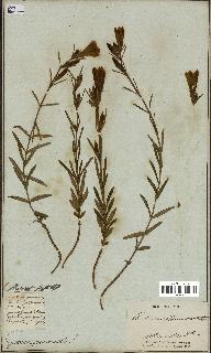spécimen de Gentiana pneumonanthe