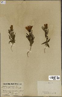 spécimen de Gentiana pneumonanthe