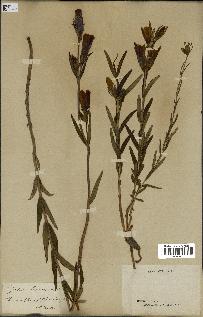 spécimen de Gentiana pneumonanthe