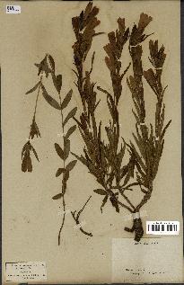 spécimen de Gentiana pneumonanthe