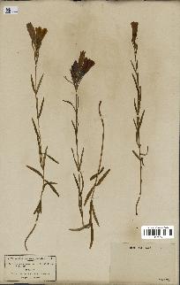 spécimen de Gentiana pneumonanthe